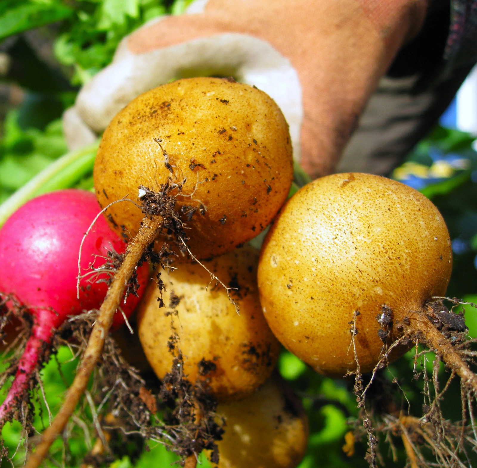 Golden Helios Radish Seeds – For 2025 Planting Raphanus Yellow Globe Sun