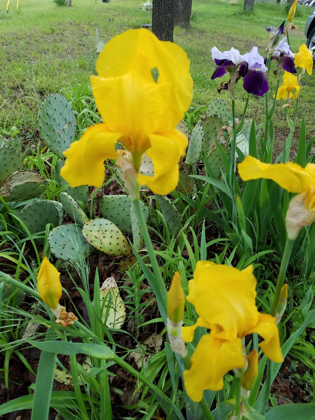30x Fresh Bearded Iris Rhizomes Mixed Varieties