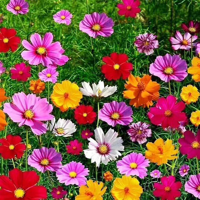 CRAZY COSMOS SEEDS 50+- count~pollinator~mixed colors~fast growing