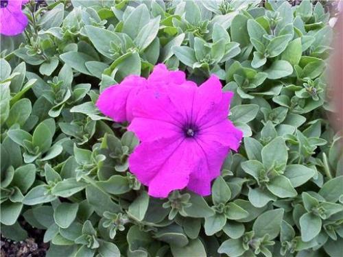 Petunia Seeds 100 non pelleted Ultra Violet (UPRIGHT)