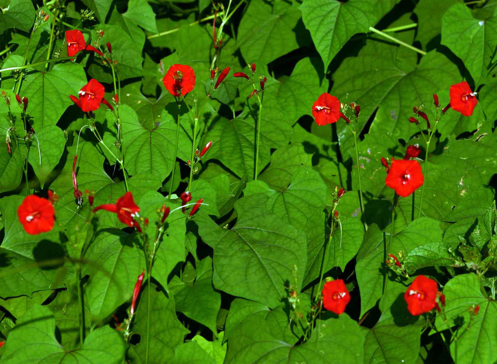 Ipomoea hederifolia | Scarlet Morning Glory | 10_Seeds