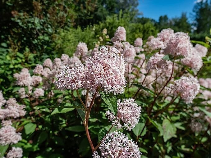 New Jersey Tea Seeds for Planting (50 Seeds) – Blooming Shrub