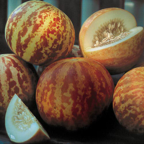Tigger Melon Seeds | 10 Seeds | Non-GMO | Free Shipping | Seed Store | 1056