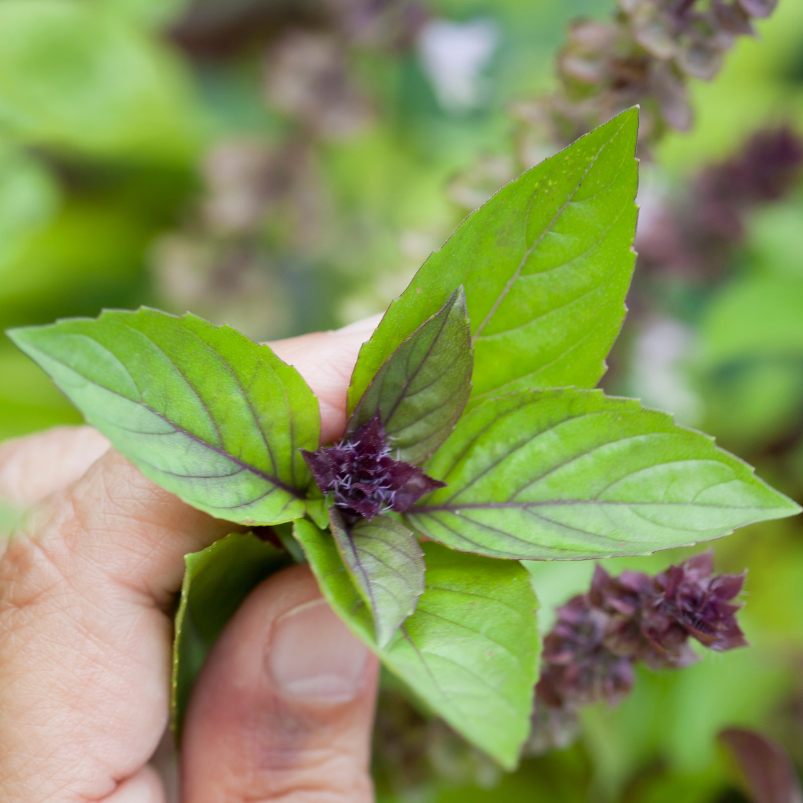 Cinnamon Basil Seeds | Heirloom | Non-GMO | Fresh Herb Seeds