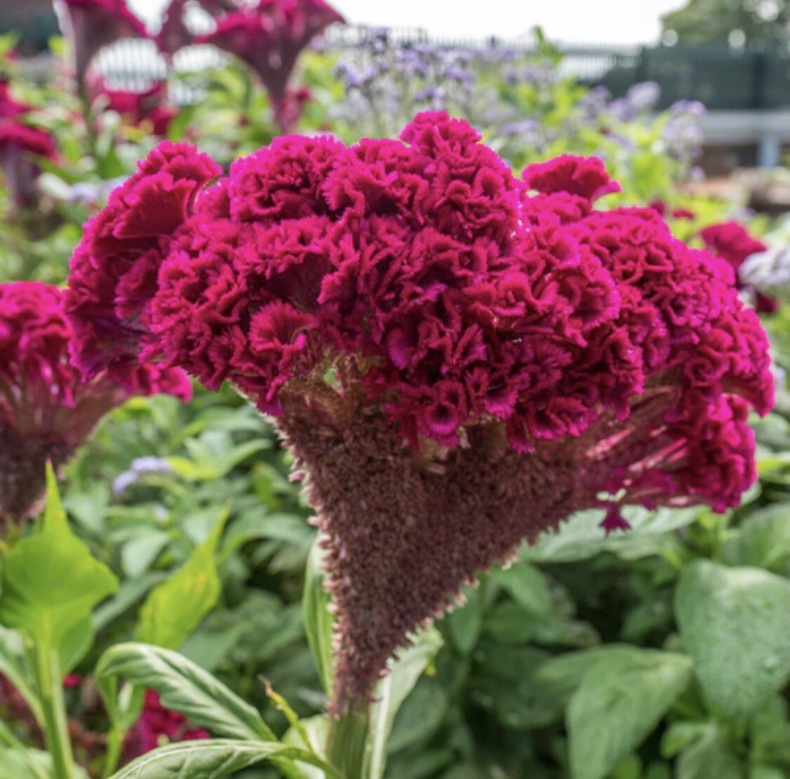 Giant Red Cockscomb Seeds NON GMO Fresh Harvest
