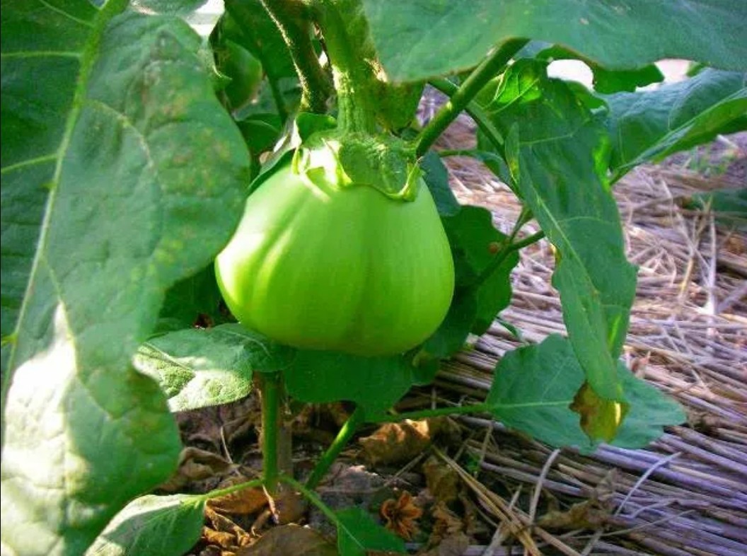 RARE✿ Japanese Heirloom Ao Daimaru Green Eggplant 15+ Seeds ●Heat Tolerant