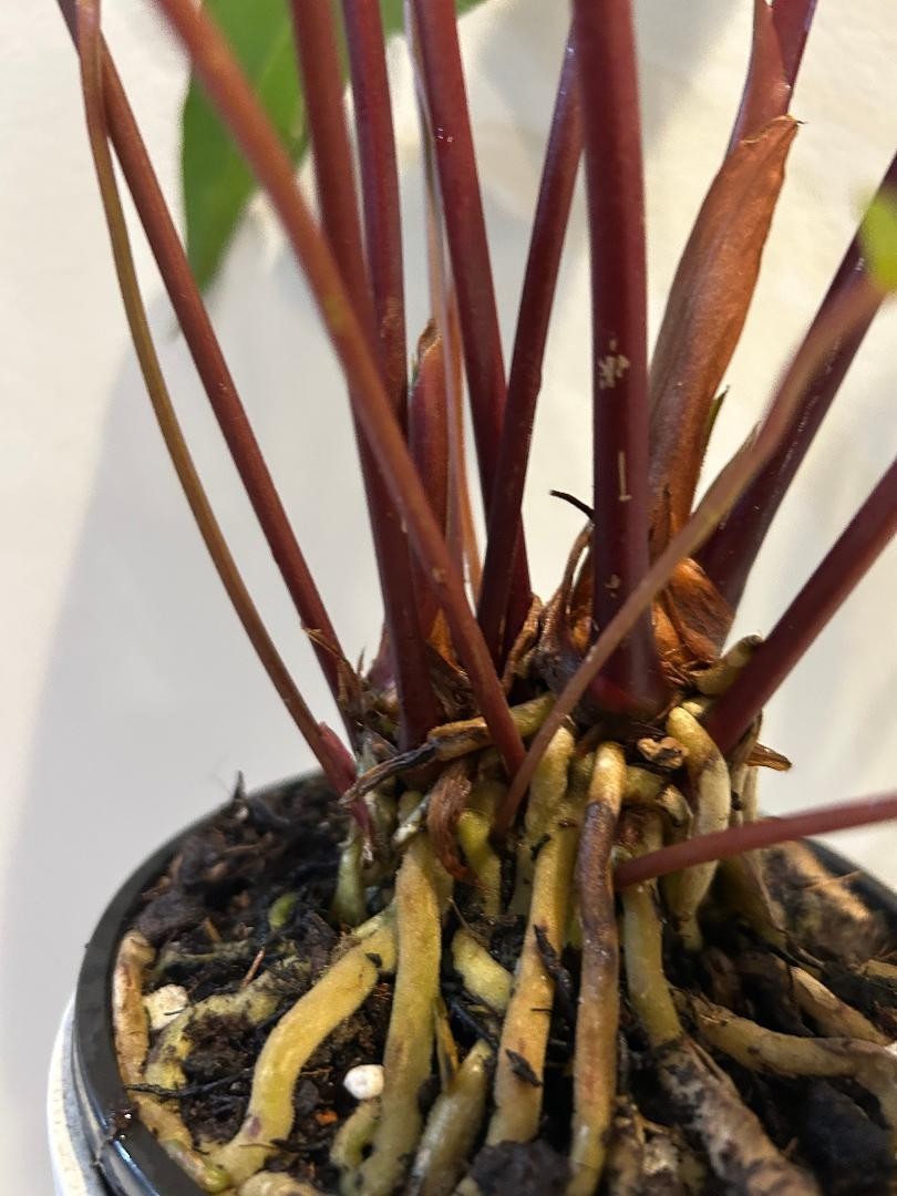 Rare Anthurium Hookeri super black mutant- purple black leaves-actual plant