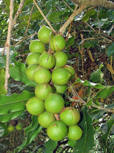 Macadamia integrifolia | Queensland Nut | 10 Seeds
