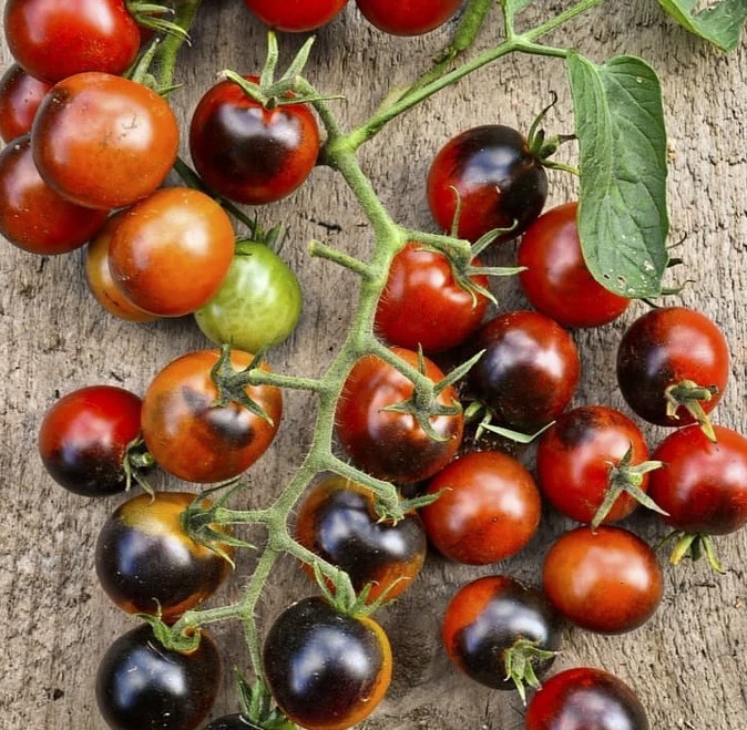 Midnight Snack Tomato Seeds – 15 Seeds | Sweet, Dark Purple Heirloom Tomatoes