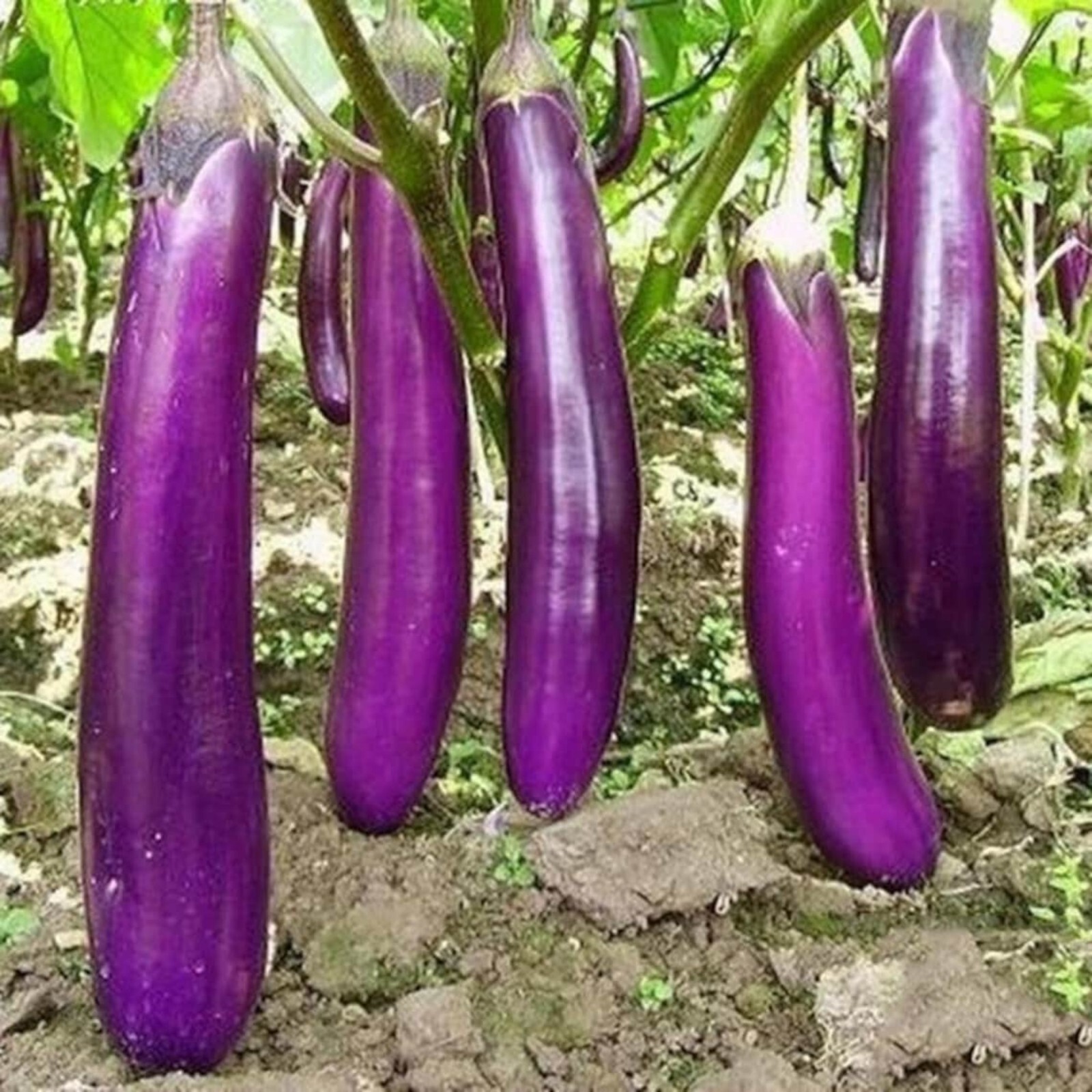 350pcs Long Purple Eggplant Seeds – Heirloom Variety, Non-GMO Vegetable Seed