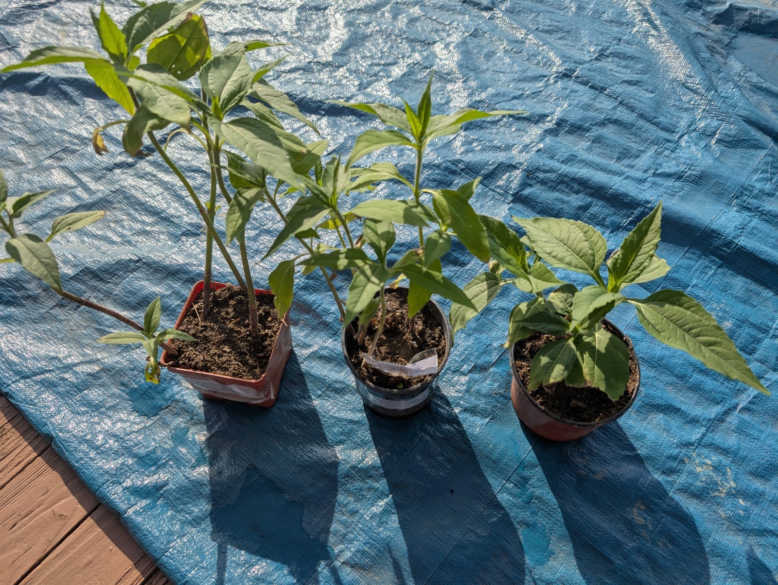 3 + 1 free large & Medium red organic Jerusalem Artichoke roots FOR PLANTING