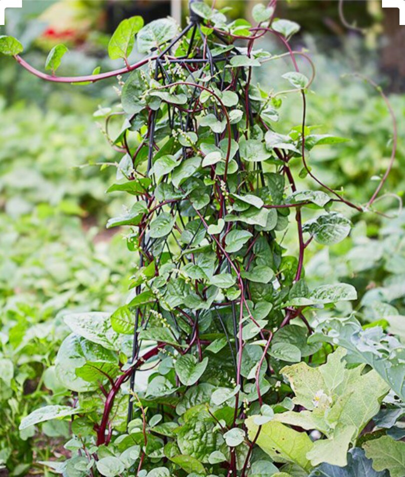 30 Red Malabar Spinach Seeds-NON GMO-Open Pollinated-Organic.