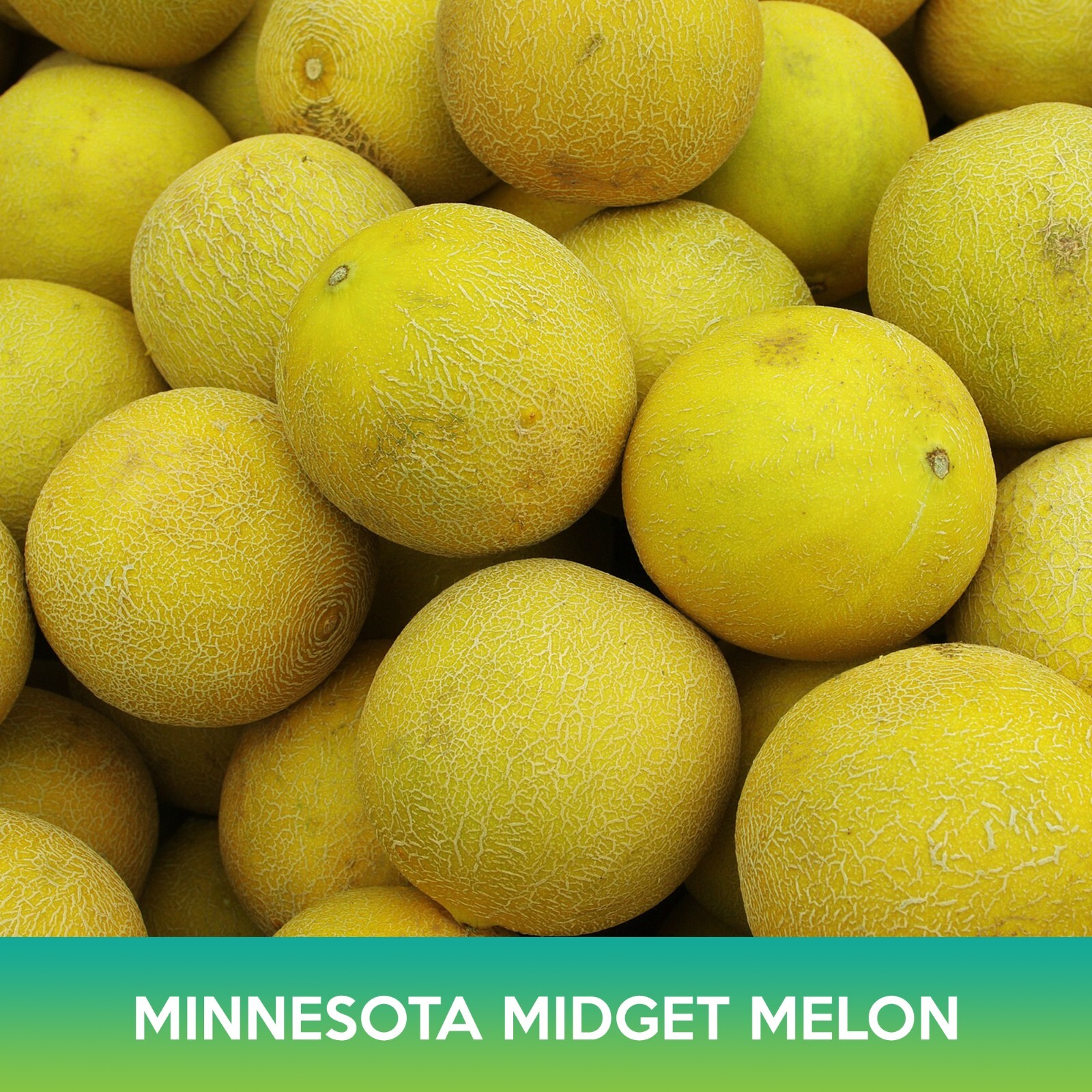 Minnesota Midget Melon Seeds