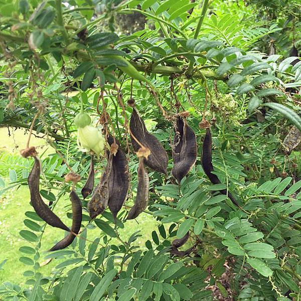 Clianthus puniceus Alba | White Kaka Beak White Heron | Lobster Claw | 5 Seeds