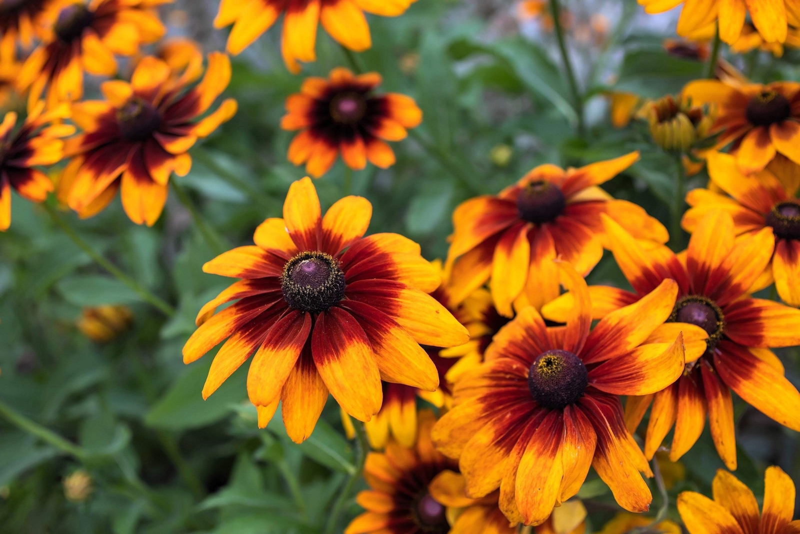 4000 GLORIOSA DAISY INDIAN SUMMER Rudbeckia Hirta Flower Seeds *Flat S/H