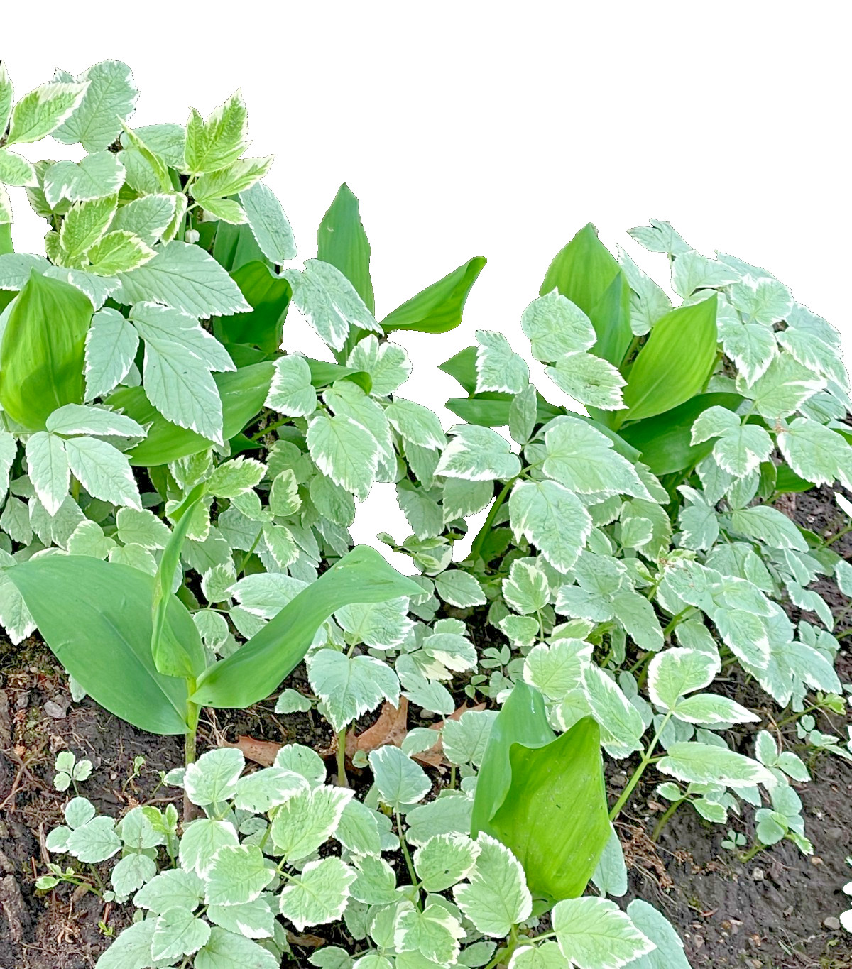 25 Snow On The Mountain Bare Roots perennial plants