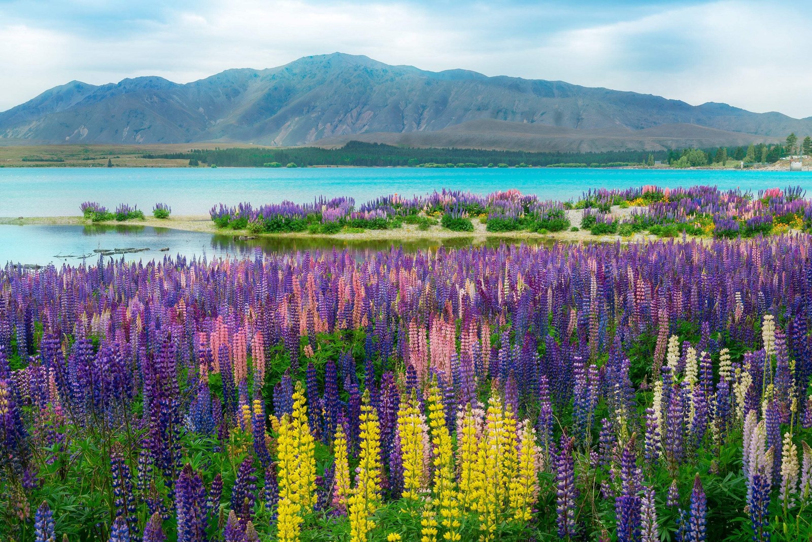 75 Mixed Colors RUSSELL LUPINE Bigleaf Lupinus Polyphyllus Flower Seeds