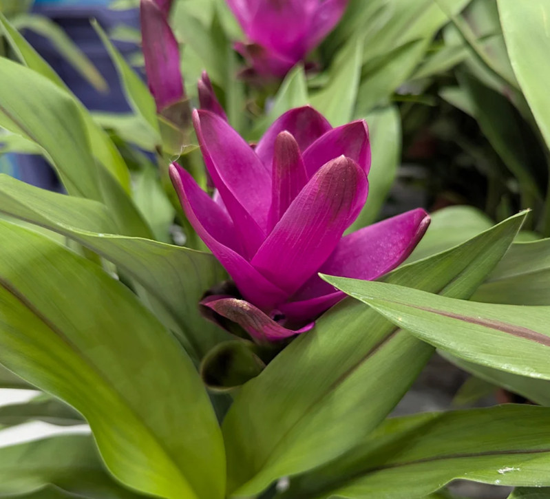 Curcuma Siam Skyline Plant – 3-6″ Tall – Tropical Ginger Flower Ornamental Curcu