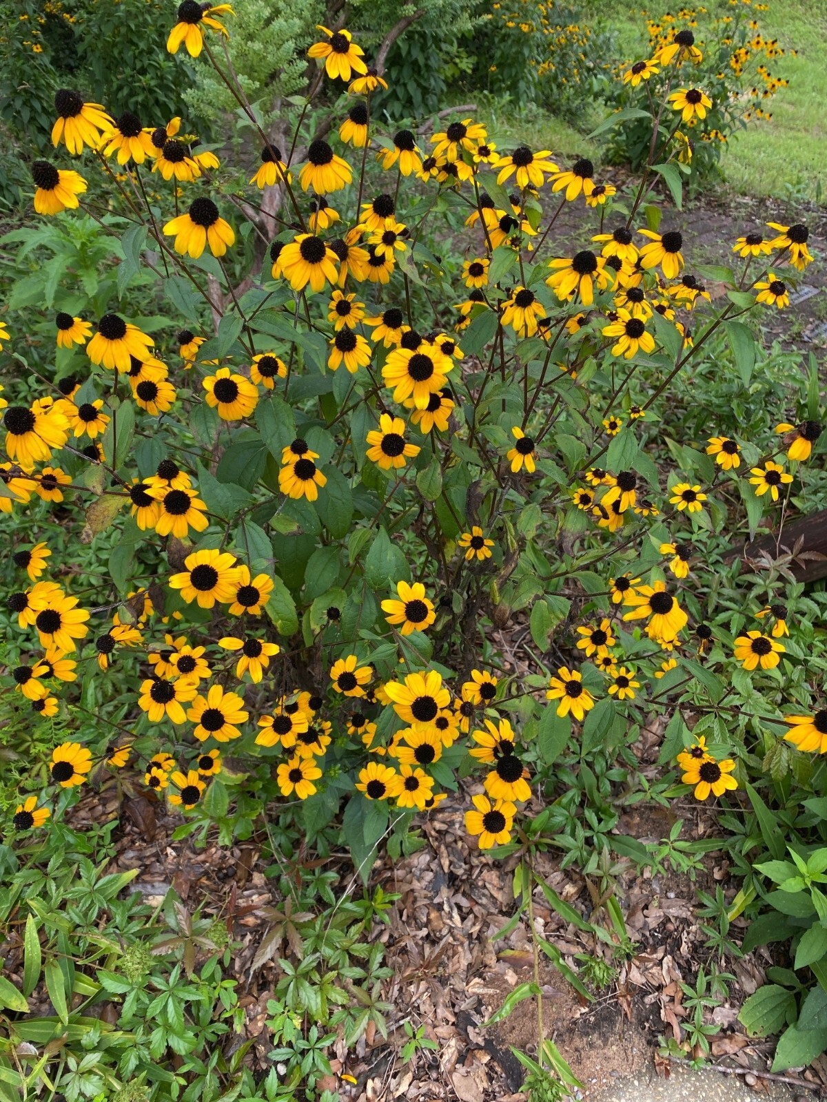 Brown Eyed Susan Flower Seeds, Seeds to Grow in Your Home Garden.