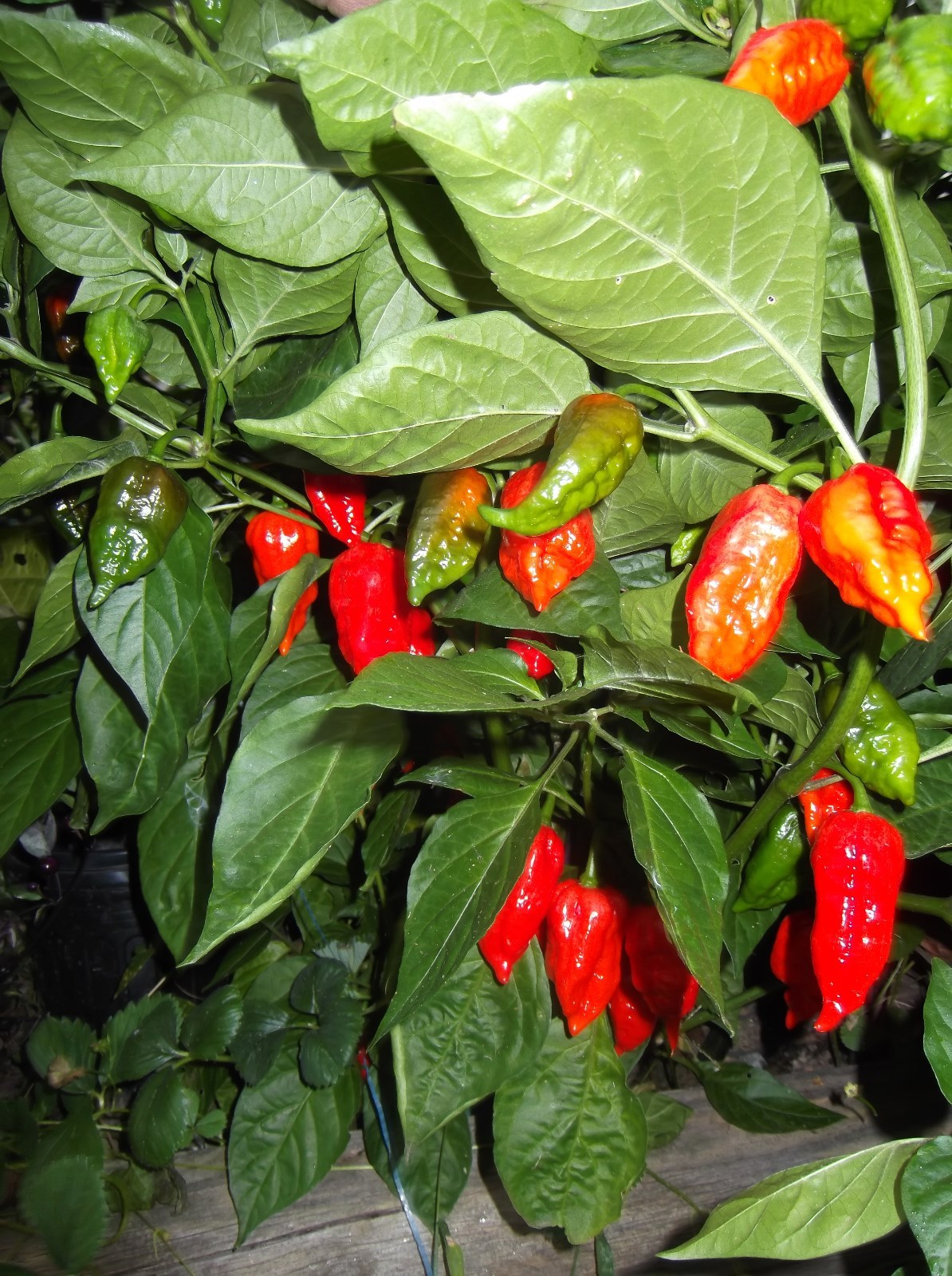 GHOST PEPPER ‘BHUT JOLOKIA’ MEGA HOT PEPPER! COMB. S/H! SEE OUR STORE!
