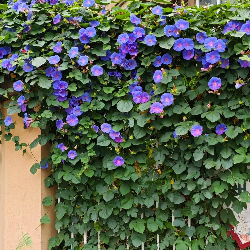Climbing Petunia Seeds for Planting, 300Pcs Rare Perennial Wave Night Sky