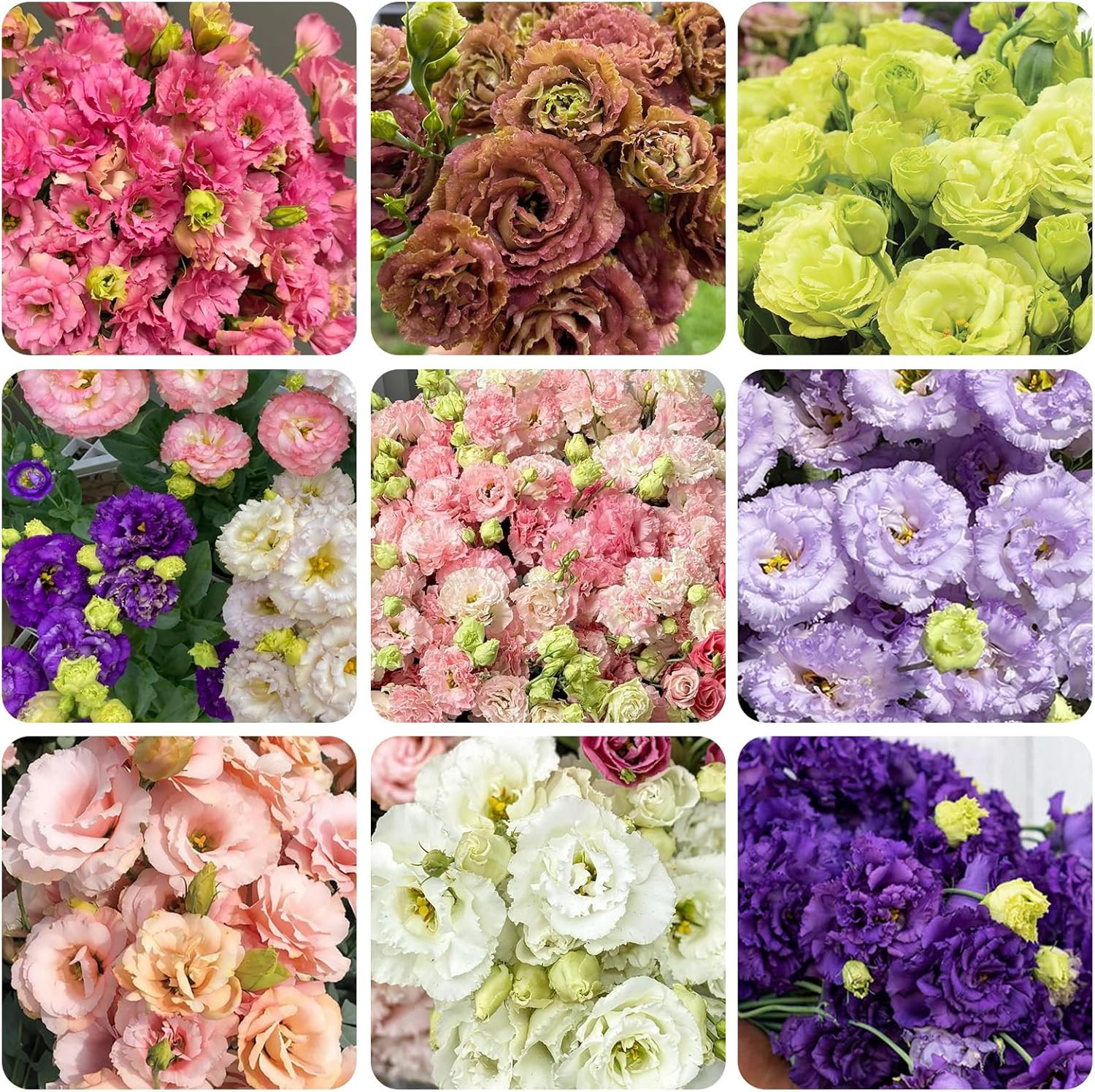50+ Mixed Perennial Lisianthus Seeds for Planting – Non-Gmo Lisianthus Flower Se