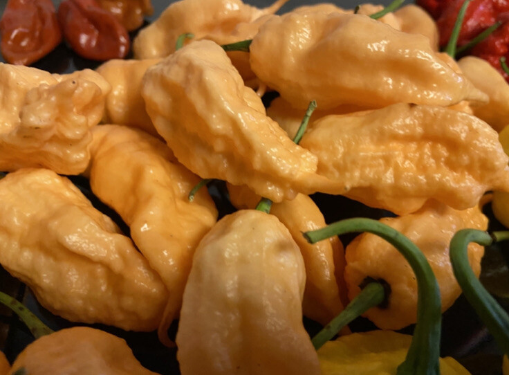 (10) Peach Ghost Scorpion JPGS Seeds Super Hot Pepper Jay’s