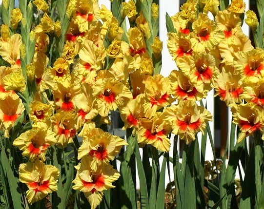 (1) George Davidson Crocosmia, Yellow Flowering Perenial, Bulb