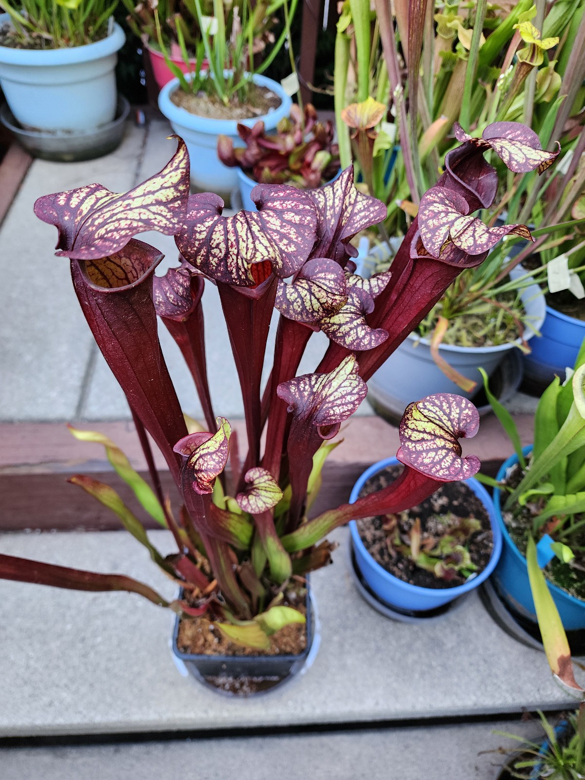 2025 SARRACENIA SEEDS: NIGHTWEAVER X DRAGON QUEEN [CARNIVOROUS PLANT SEED]