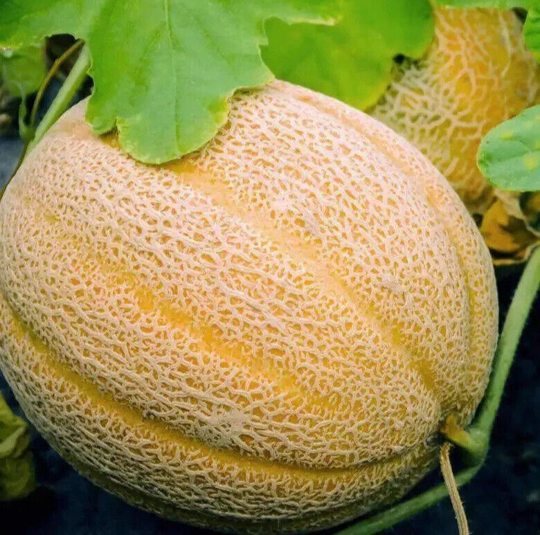 25+ –Hale’s Best –Heirloom Cantaloupe Seeds –Non-GMO — Free Shipping USA