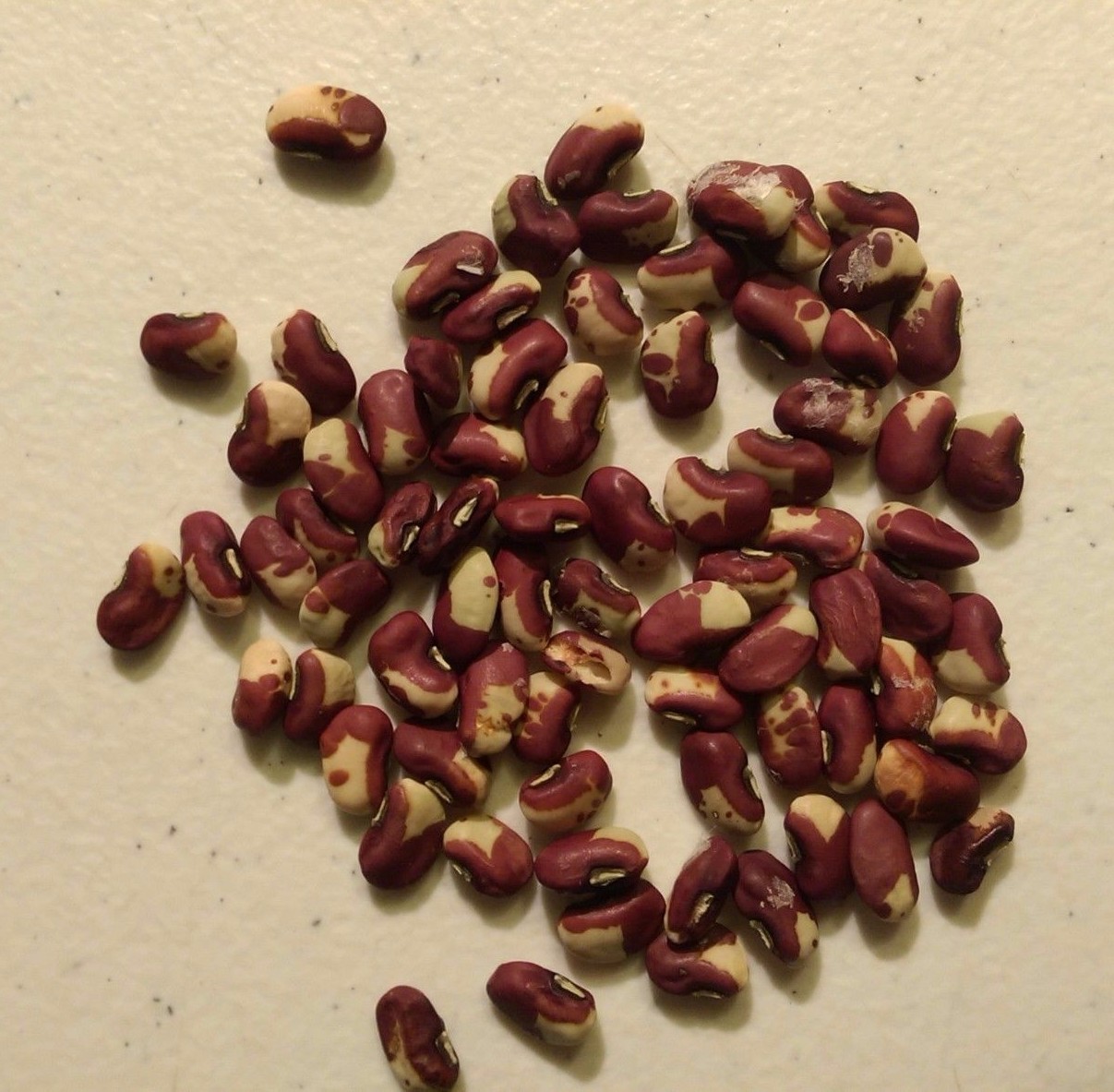 Bag of 50+ CALICO “Wild Goose” PEA SEEDS Heirloom – Fresh 2023 harvest