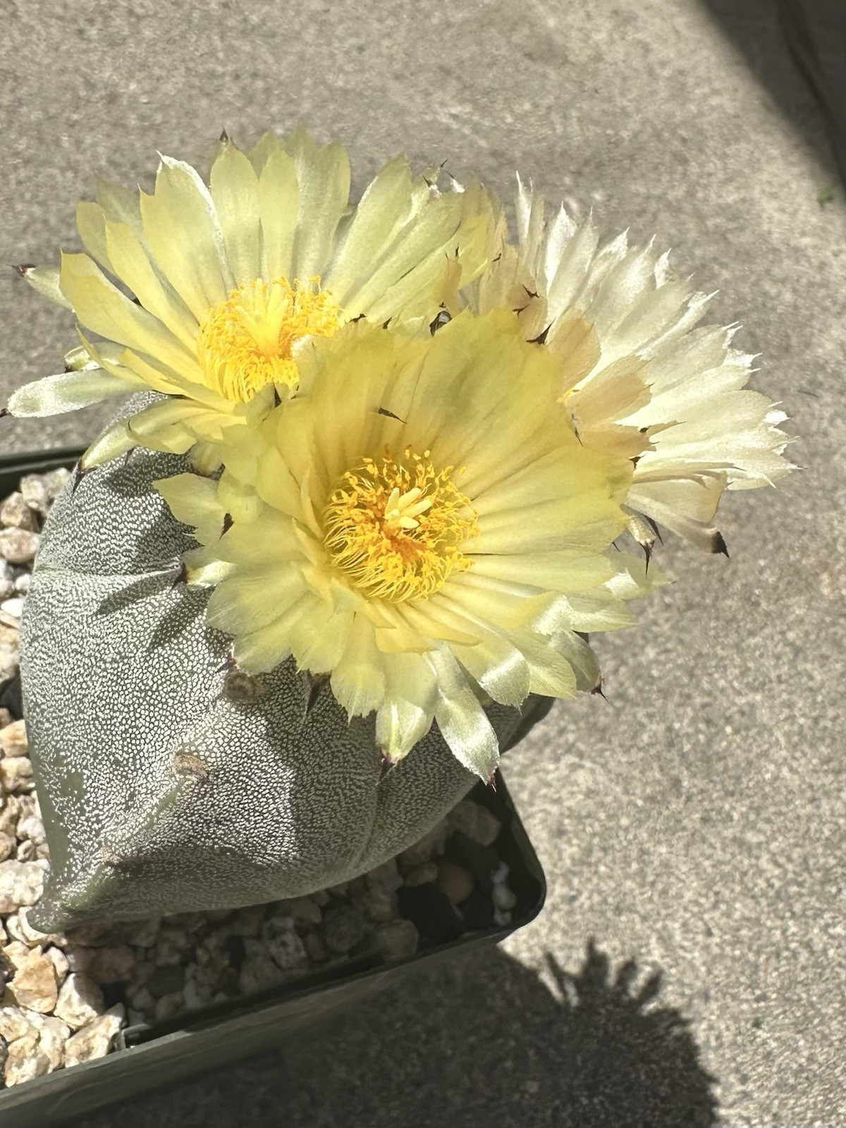 25 Seeds Astrophytum Myriostigma Tricostatum Cactus Seeds 2025