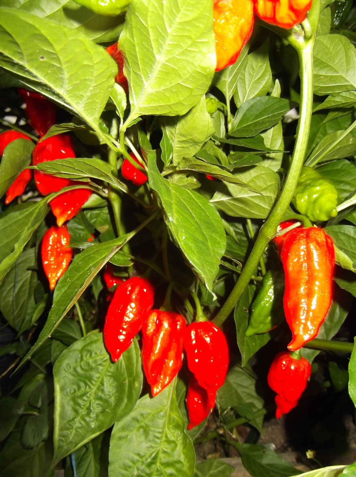 GHOST PEPPER ‘BHUT JOLOKIA’ MEGA HOT PEPPER! COMB. S/H! SEE OUR STORE!