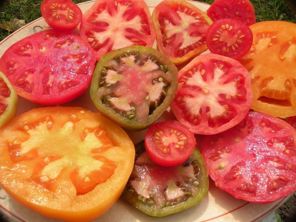 Heirloom Tomato Seed Assortment- 10 Varieties- 975+ seeds