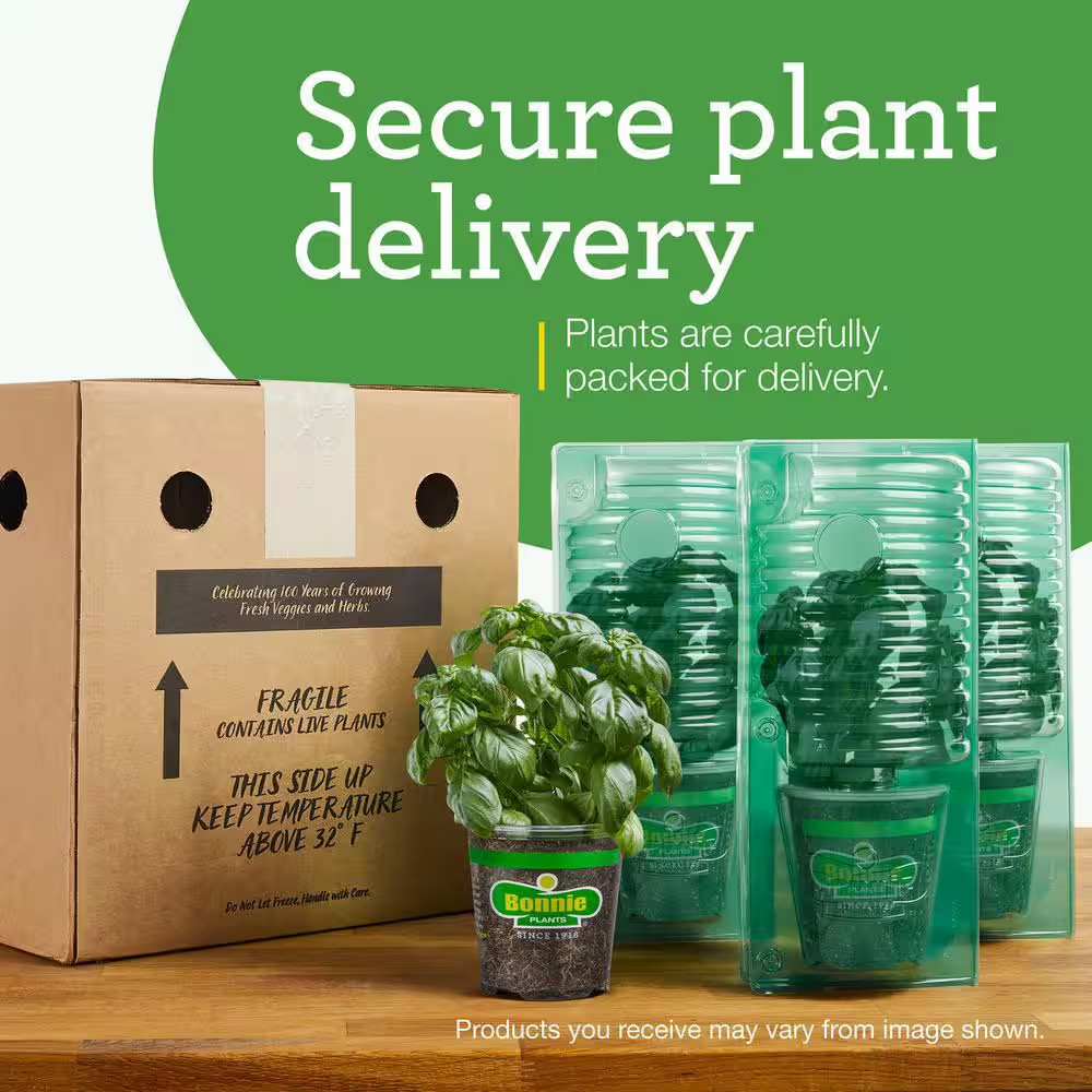 19 Oz. Sweet Mint Herb Plant (2-Pack)