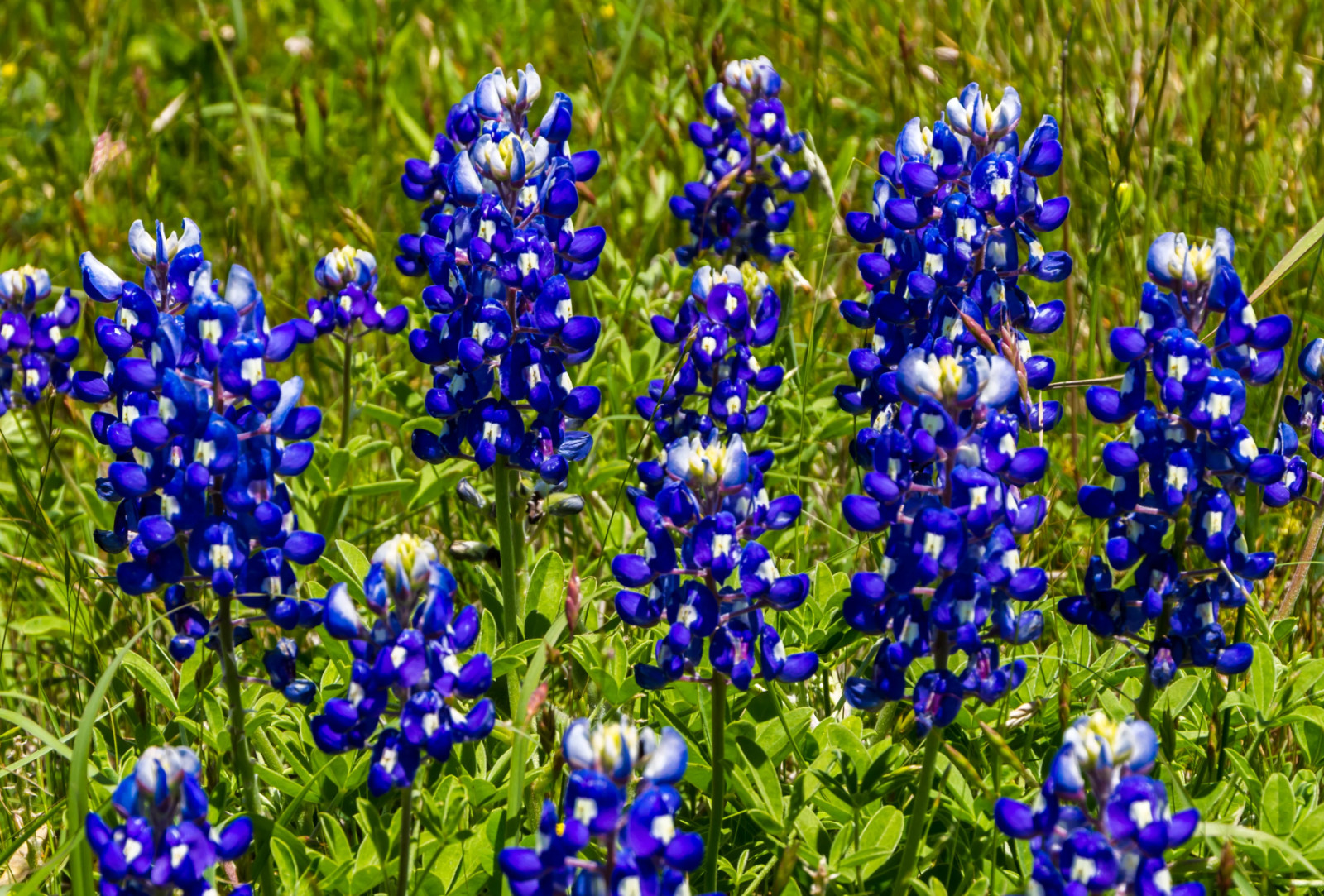 100+ Texas Bluebonnet Seeds – Hummingbords Butterflies – Fragrant – Bright Color