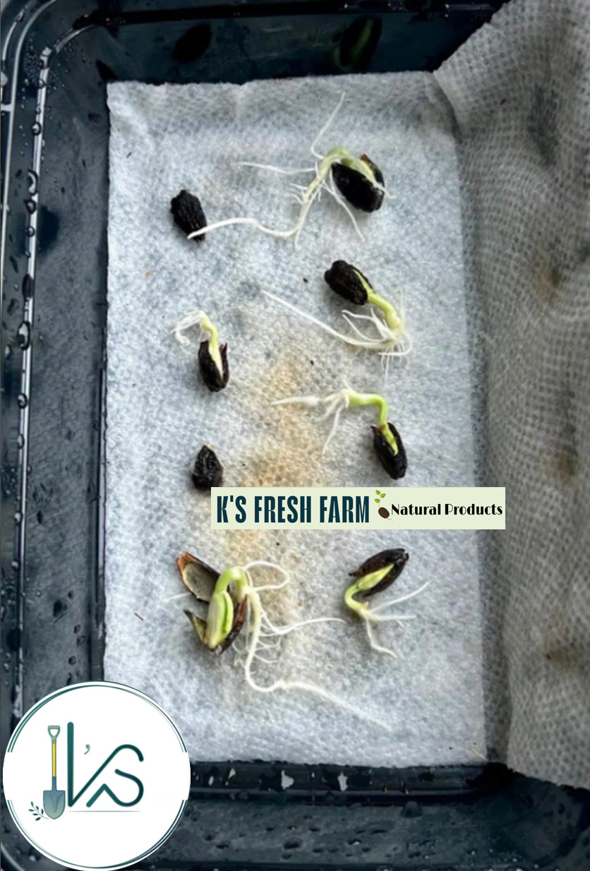 BITTER MELON SEEDS (West/Short/Long/Forest)-Hạt Giống Khổ qua (tây/lùn/dài/rừng)