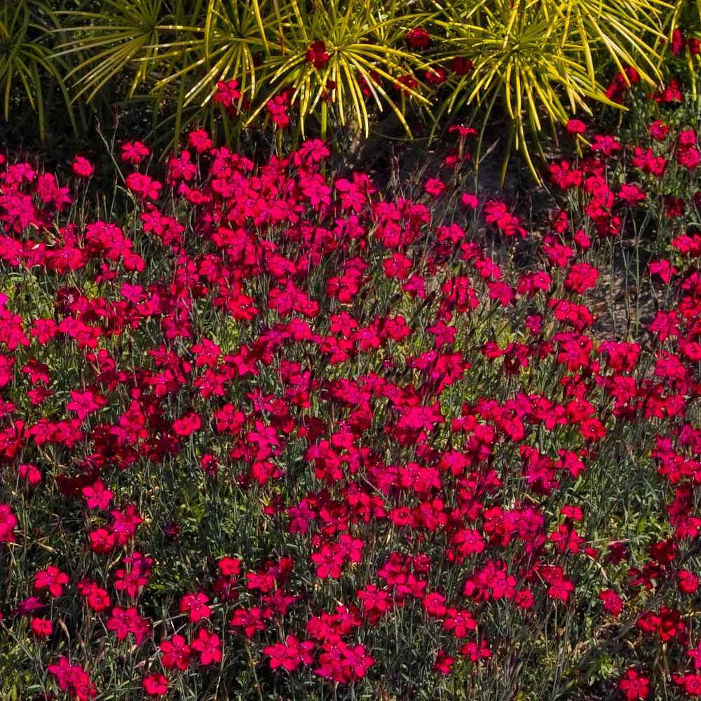 5000 Seeds Dianthus Deltoides Maiden Pinks Drought Resistant Flower Seed