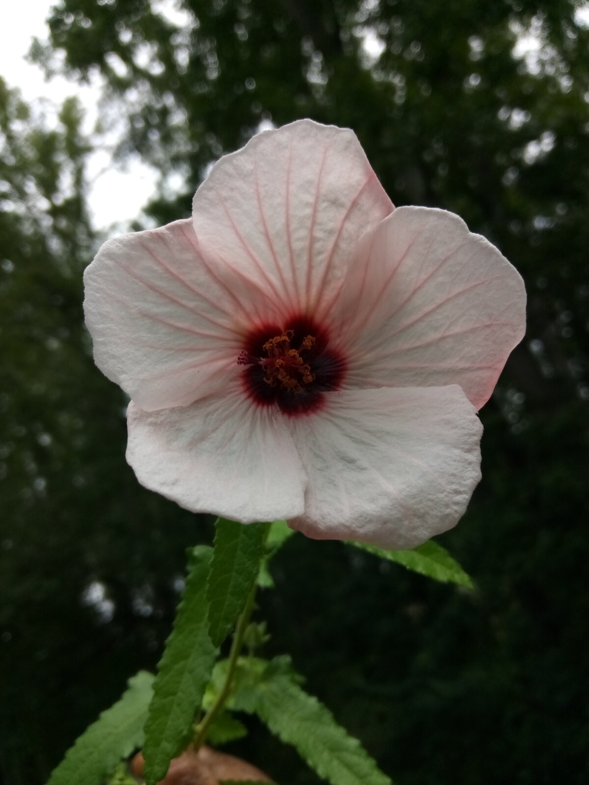 25 Light pink Swamp Rose Mallow Hibiscus Seeds.Medium size Flowers.Maroon Center