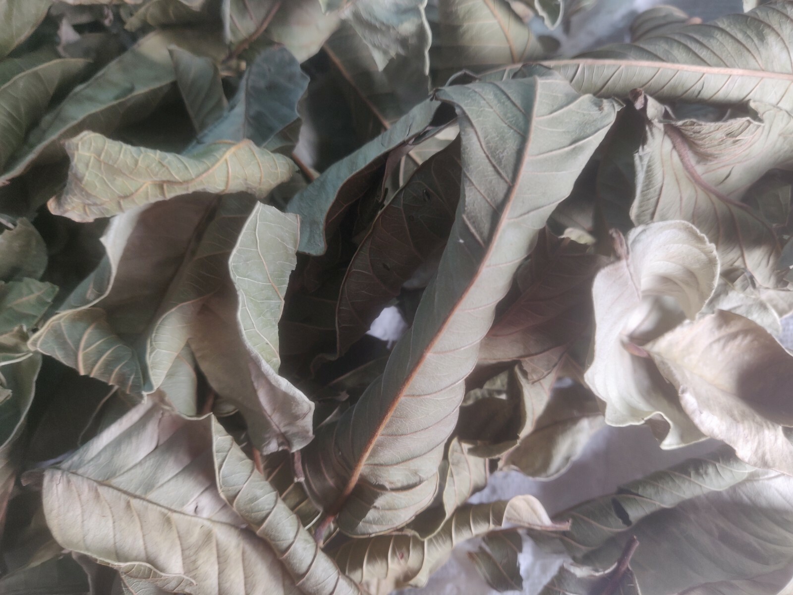 50 HOJAS DE GUAYABA ORGANICAS SECAS-50 ORGANIC DRY GUAVA LEAVES