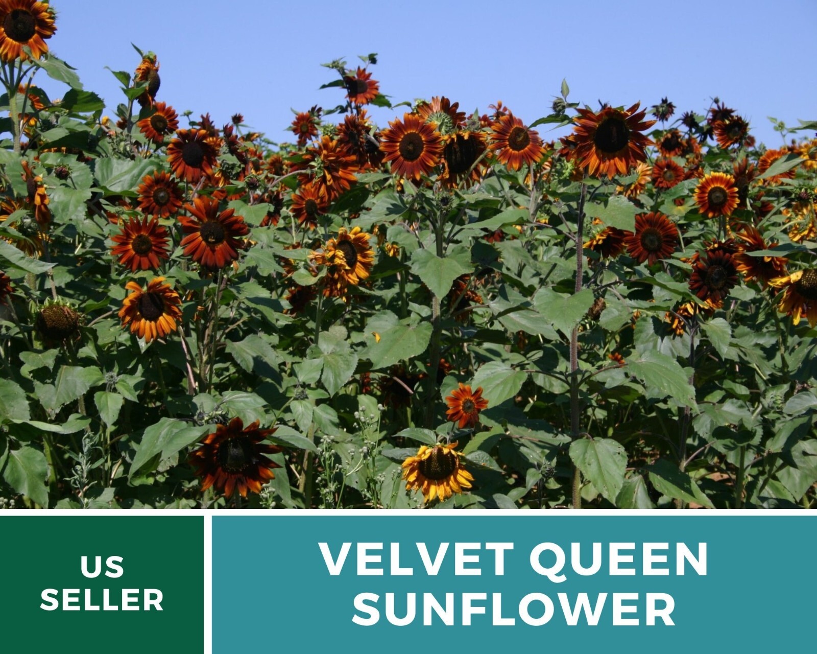 Sunflower, Velvet Queen – Heirloom Seeds – Fall Colors – Helianthus annuus