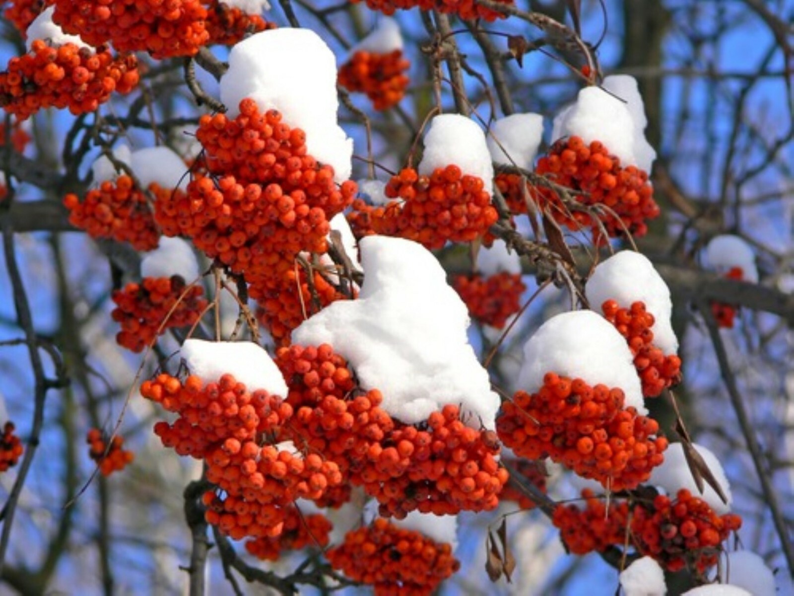 18-24” tall European Mountain Ash 2 Year Old (Sorbus aucuparia) tree