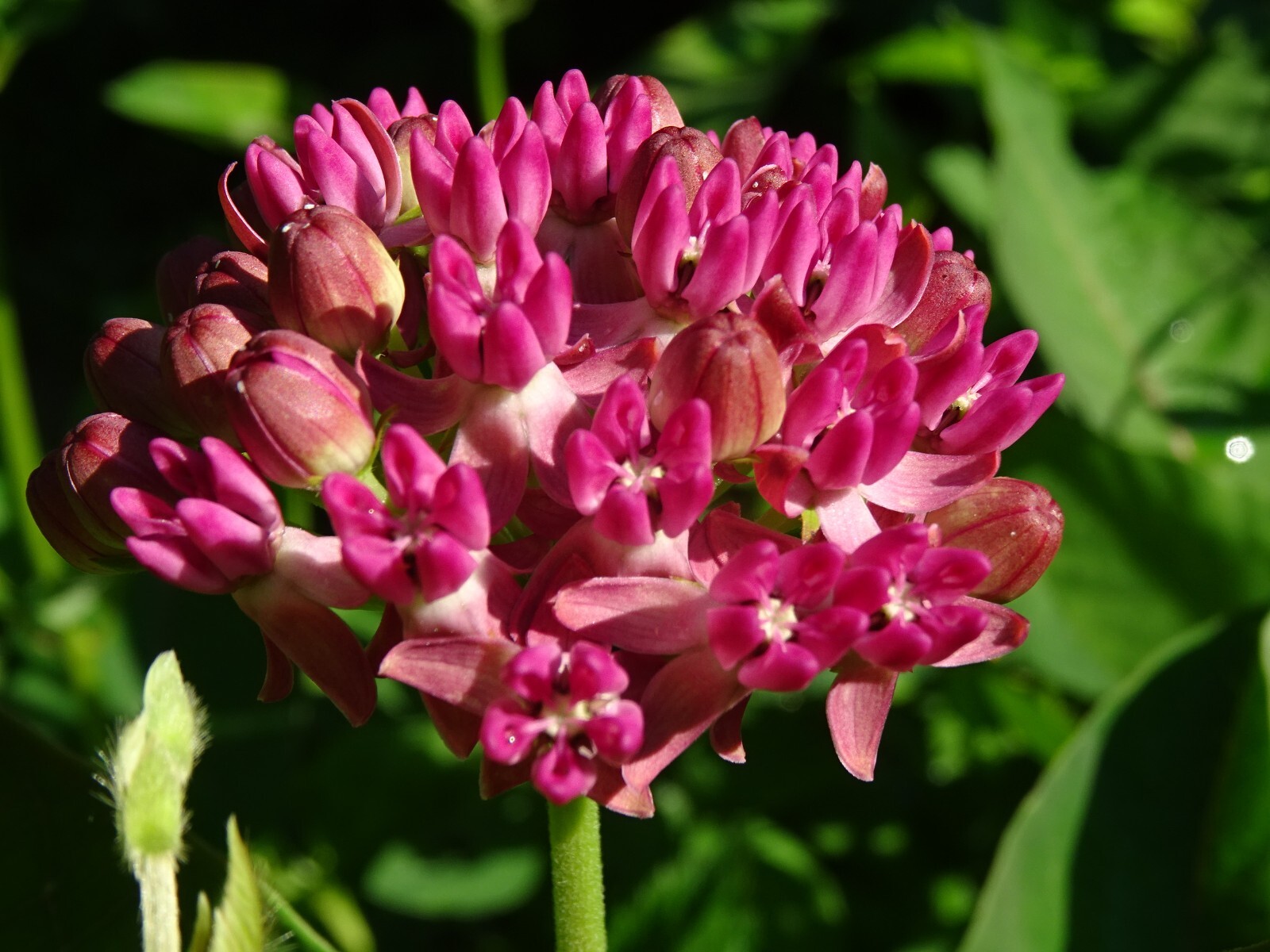 Purple Milkweed Aasclepias purpurascens Native Perennial 15 seeds 2023 Organic