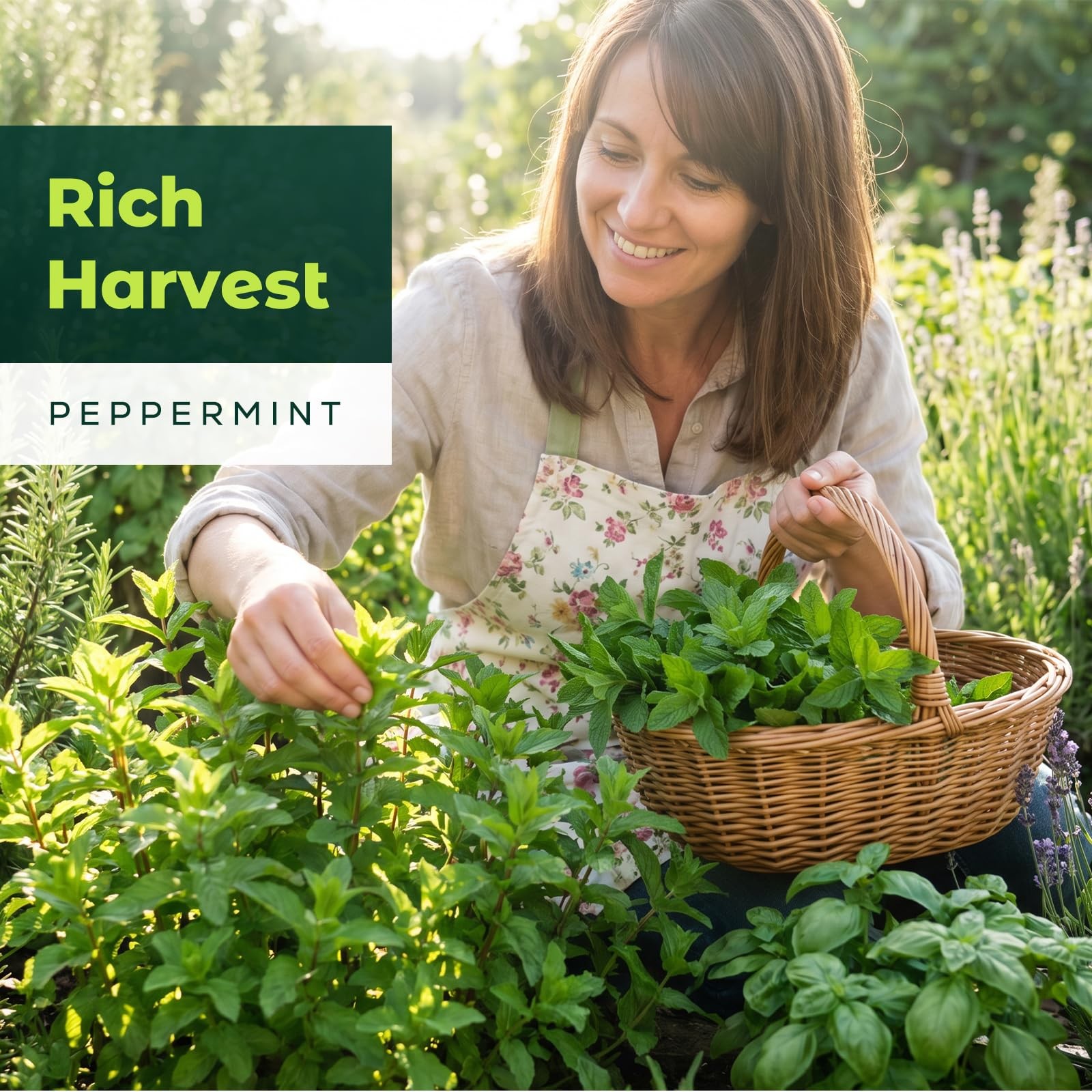 3000 Peppermint Seeds Planting Indoor Outdoor Heirloom Non GMO Herb Home