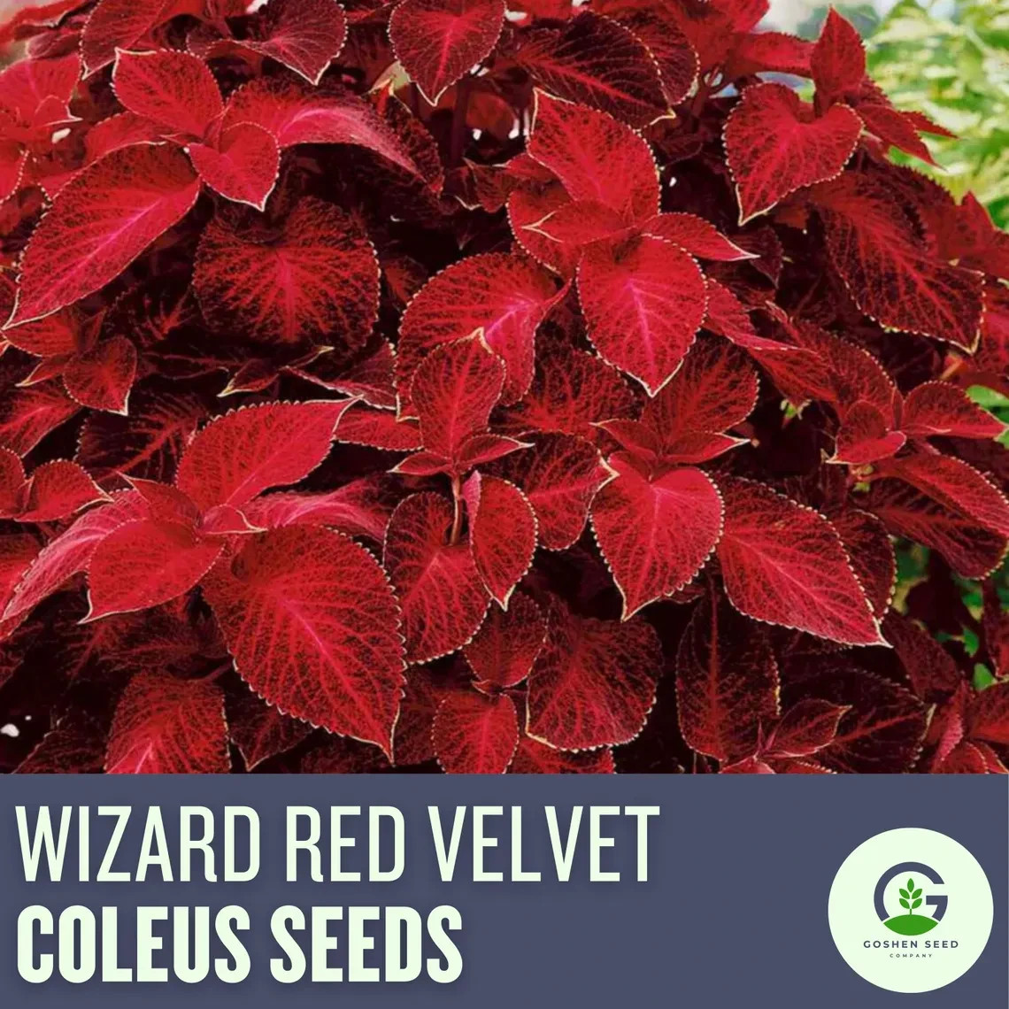 Coleus Wizard Red Velvet Seeds – Vibrant Shade-Loving Foliage with Deep Burgundy