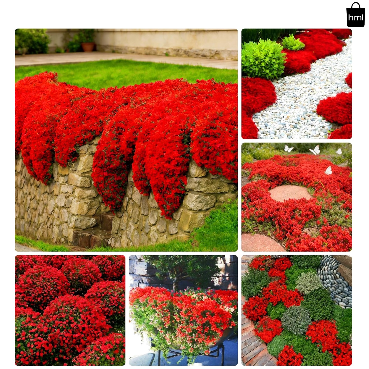 Red Creeping Thyme Flower Seeds for Planting, 20010+pcs Perennial Creeping Wi…