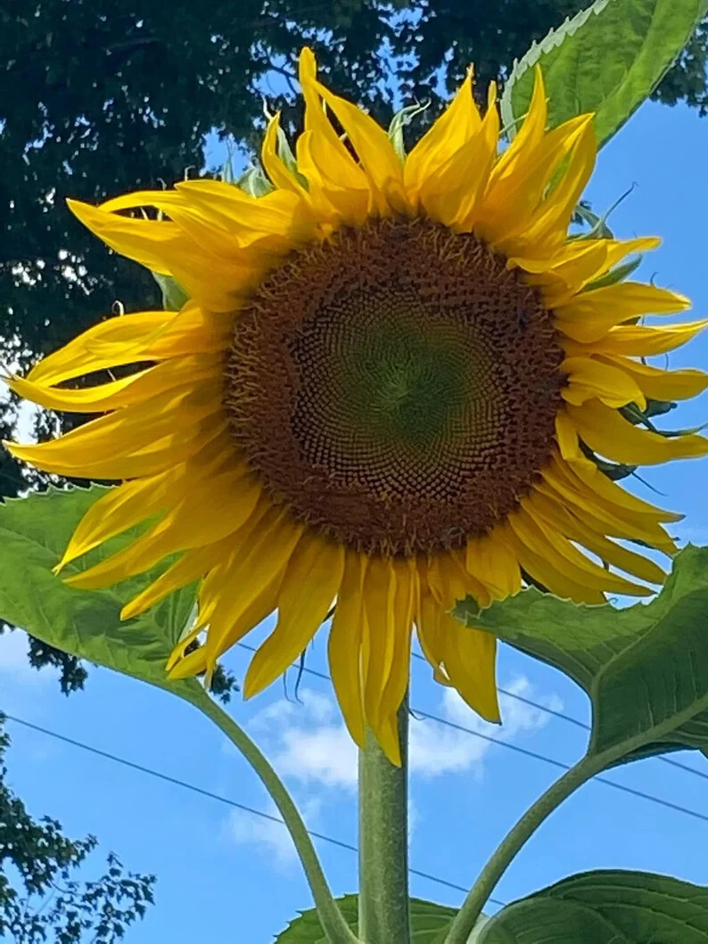 60+ Mammoth Russian Grey Stripe Sunflower Seeds “Brooklyn Botanical Garden Club”
