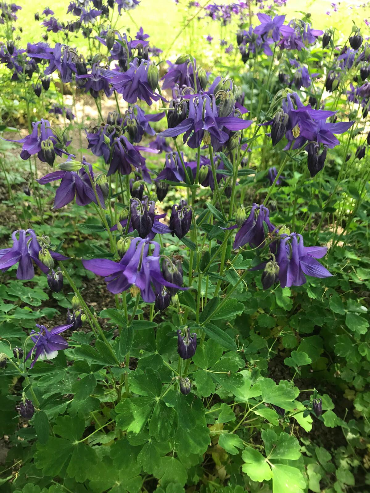 1 lb of Seeds Aquilegia Vulgaris Purple Blue Crimson Black Columbines 2021 Bulk