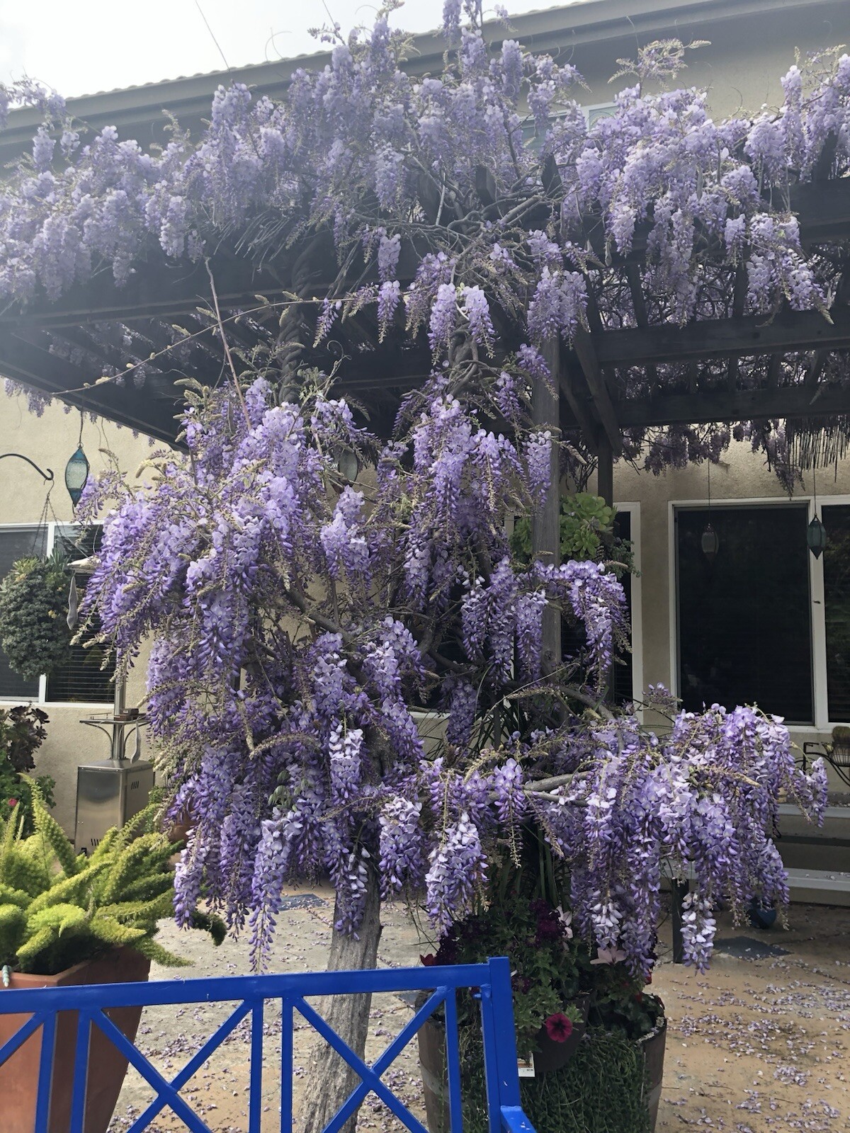 5 Chinese Blue Wisteria sinensis Tree Seeds Fast Climber Flower Vine Hardy Plant