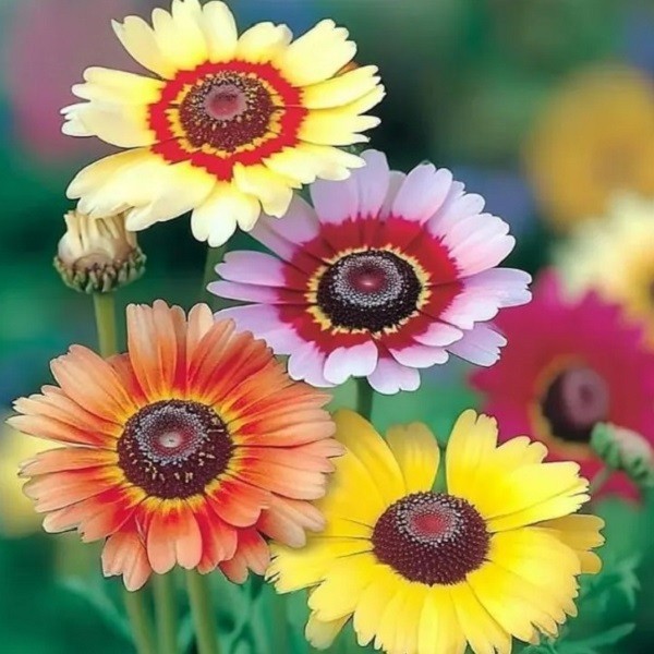 500-5,000 Painted Daisy Chrysanthemum carinatum Seeds EZ 2 Grow, Prolific Blooms